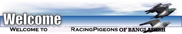 Bangladesh Racing Pigeon
