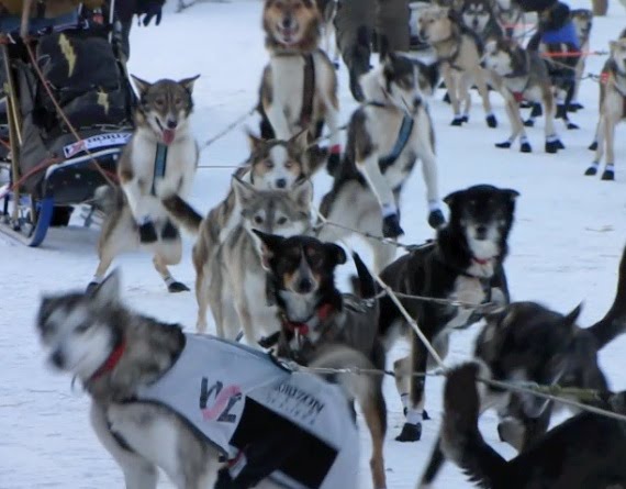[StartDogs.jpg]
