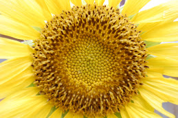Happy Happy Sunflower