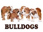 BULLDOG