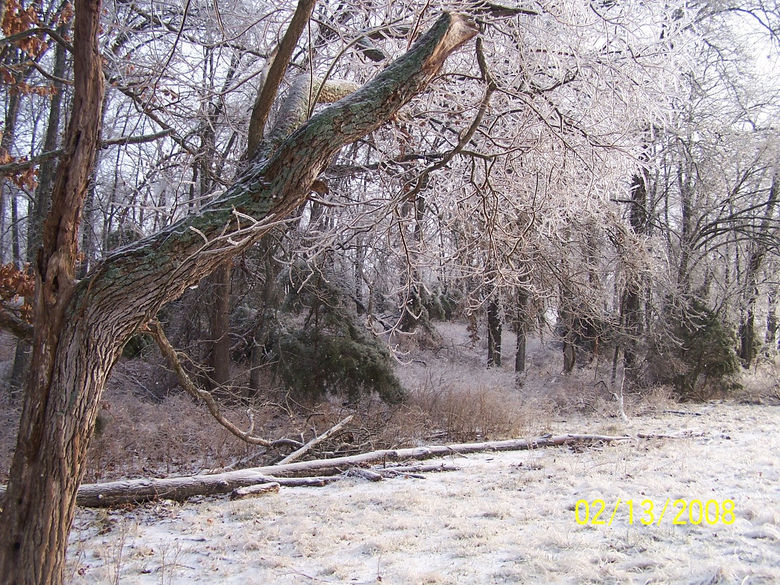 [Ice+Storm+2008005.JPG]