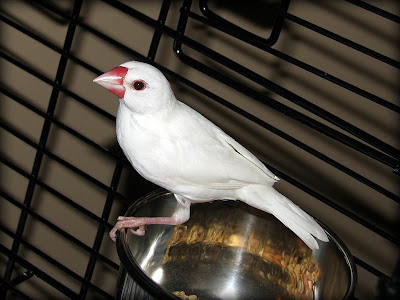Java Finch