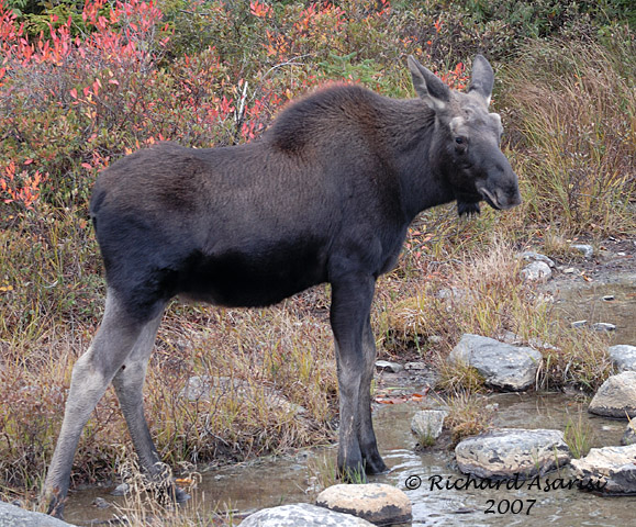 [yearling_bull_MLA1449.jpg]