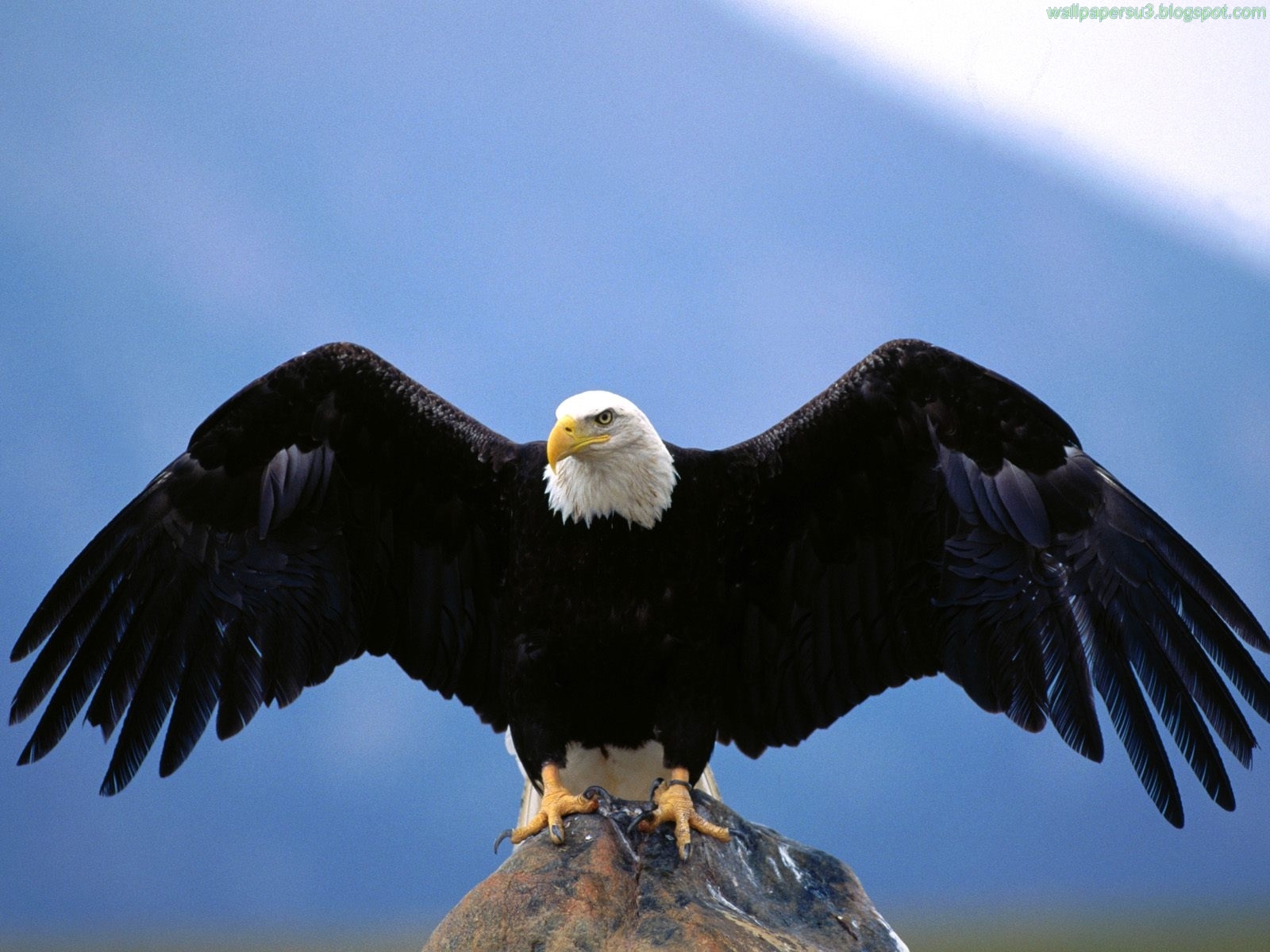 http://1.bp.blogspot.com/_AERv7DYKpsY/TJOTKMZrF2I/AAAAAAAABKA/6Vlc2nbq8oc/s1600/1+(5).jpg