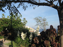 un ptit jardin à Ceuta...