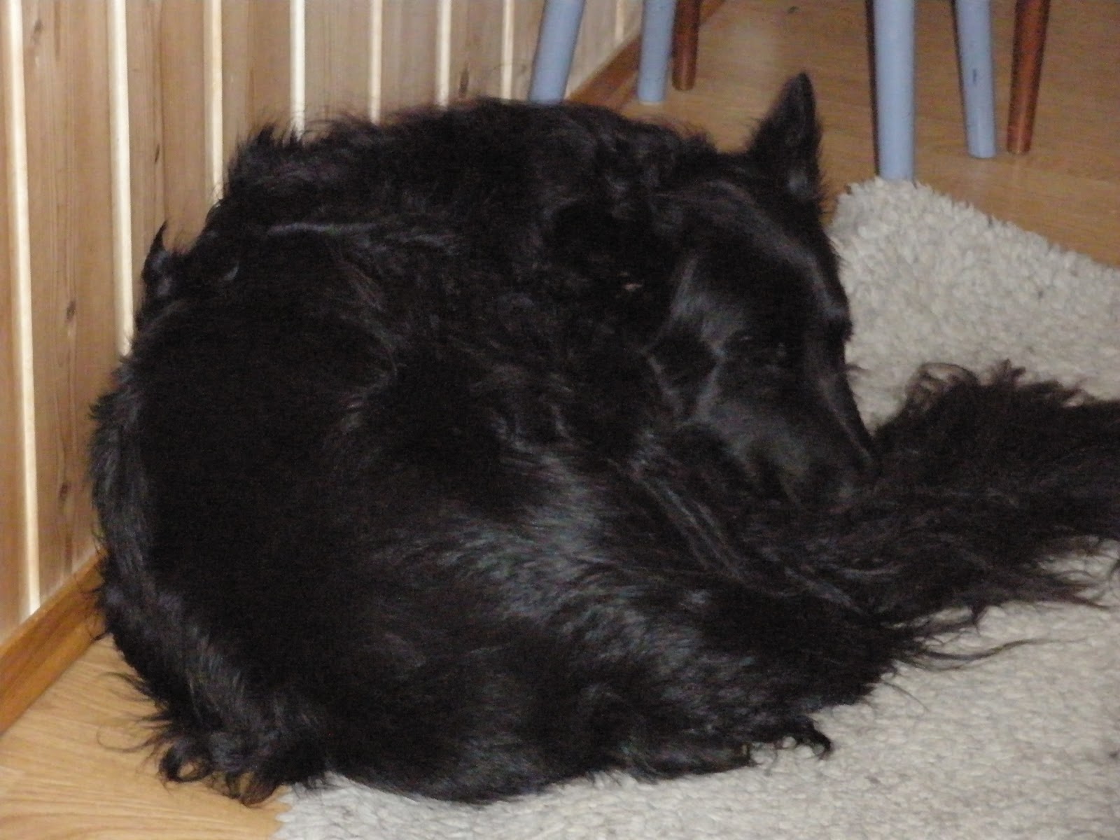 Hundetrening i Fokus Jack ADHD hund??