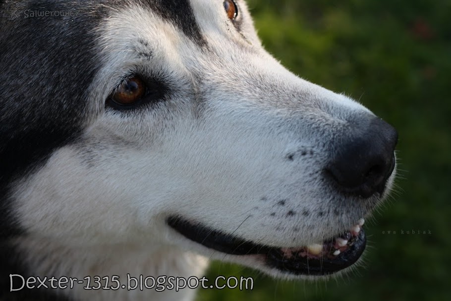 Dex-historie z życia wzięte