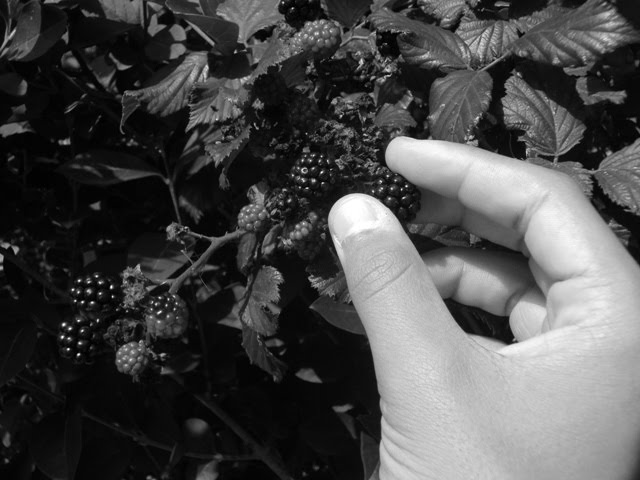 [amoras+silvestres..JPG]