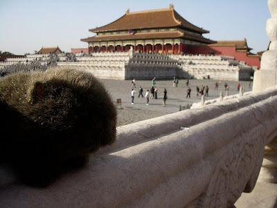 The Wombat views the Forbidden Palace in Beijing