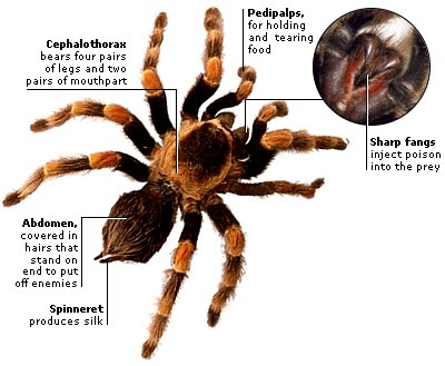 Tips Menghadapi Fobia Terhadap Serangga Laba-laba+bagiannya