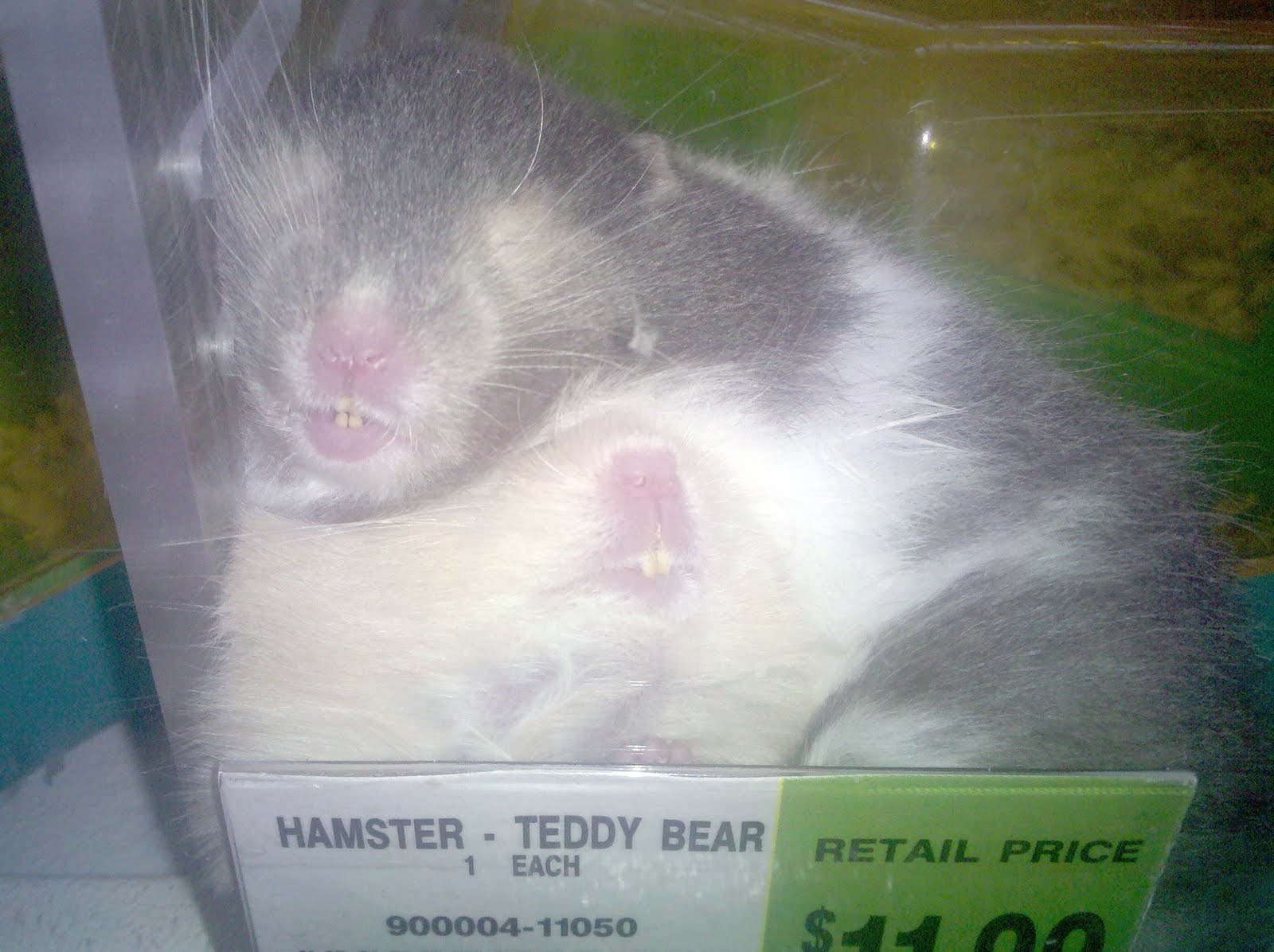 [hampsters.JPG]
