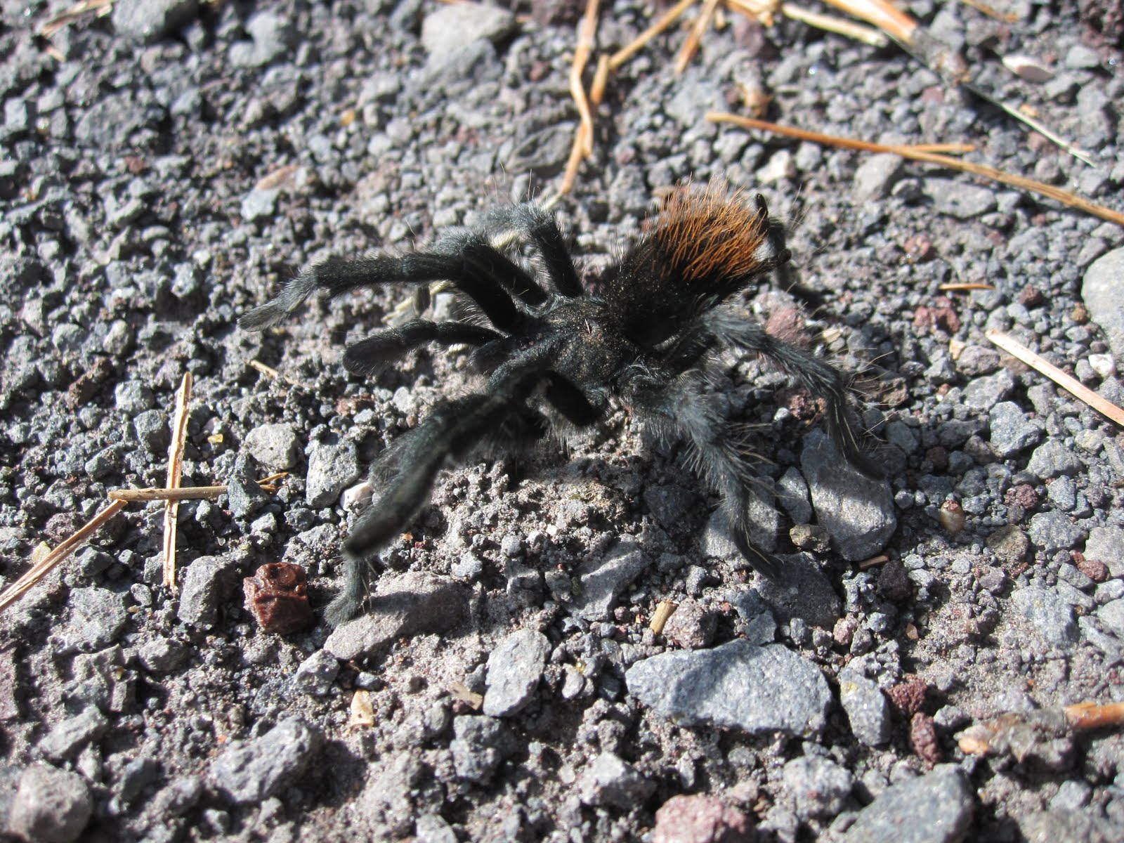 Flagstaff Daily Photo