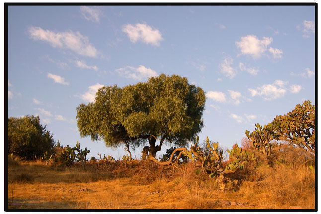 ----Arboles de la Sierra---
