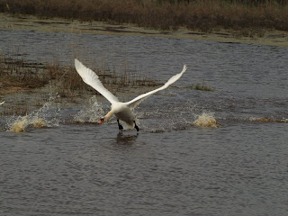 Swan Lift