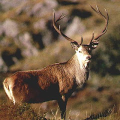 Venado Rojo.