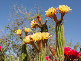 Trichocereus_Hybrid_Flowers