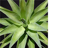 agave_desmetiana