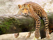 Here is a big cat doing what cats do bestrelaxing!