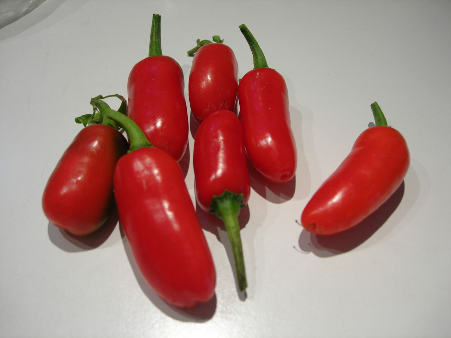 [pepper+harvest.jpg]
