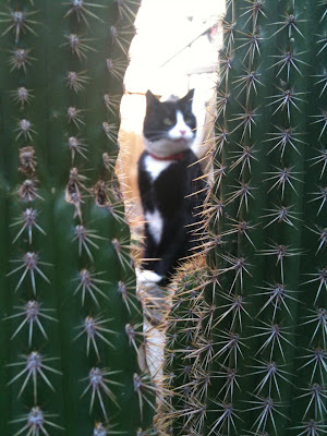Cat And Cactus
