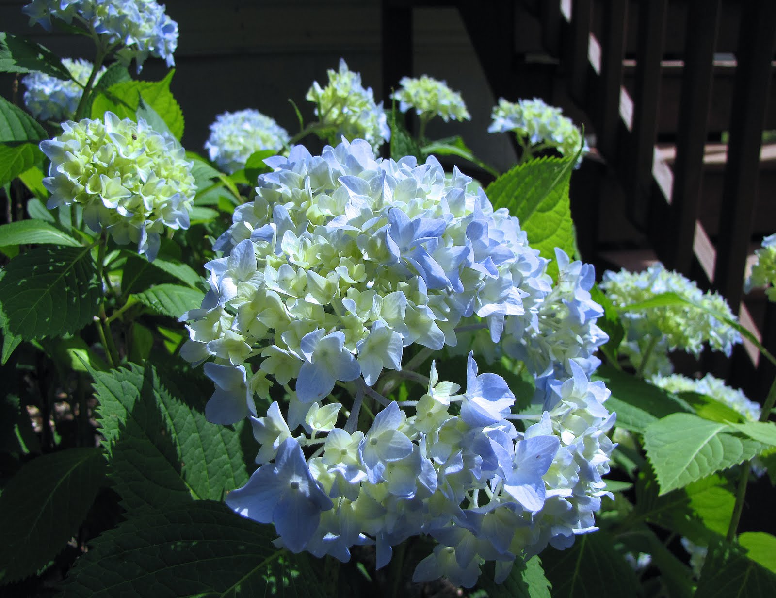 Gardening And Gardens Hydrangeas Blue Pink White And Lace