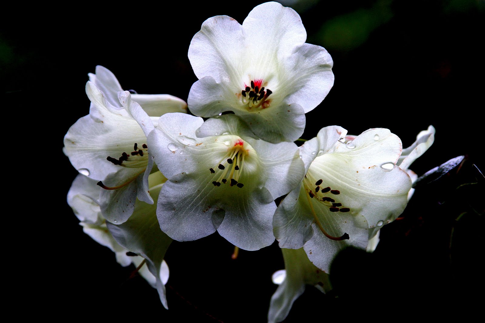 Newcastle upon Tyne and Northumberland Daily Photo Belsay Flowers 3