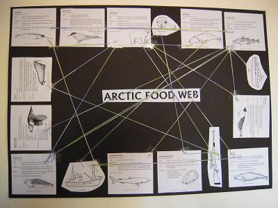 human food chain diagram. +tundra+food+web+diagram