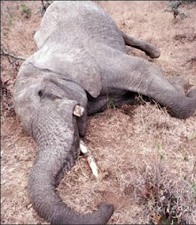 Elefante africano abatido por cazadores furtivos