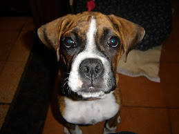 Mi boxer bebita, se llama Julieta