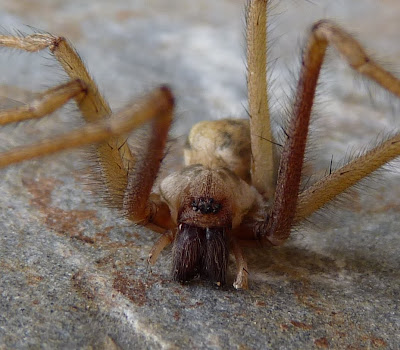 Viviendo en Sierra Nevada: Arañas de Jardín: Tegenaria atrica