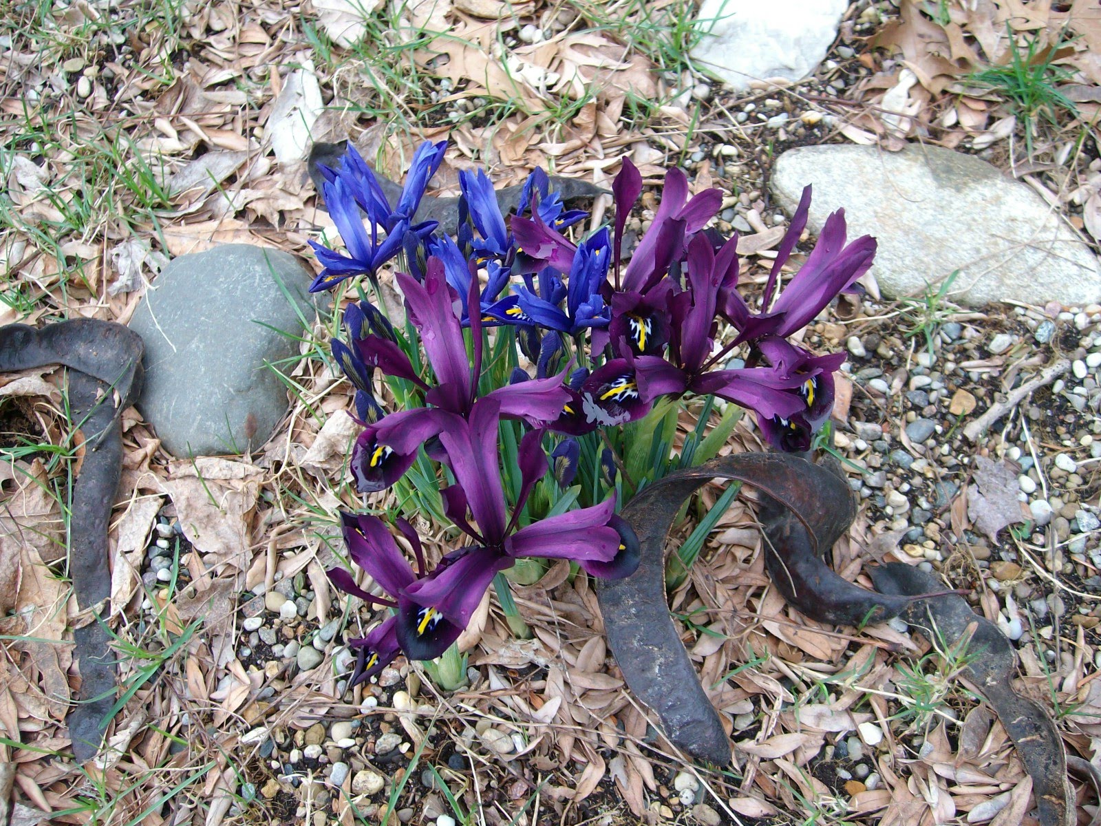 Susan's Blog Early Spring Bulbs