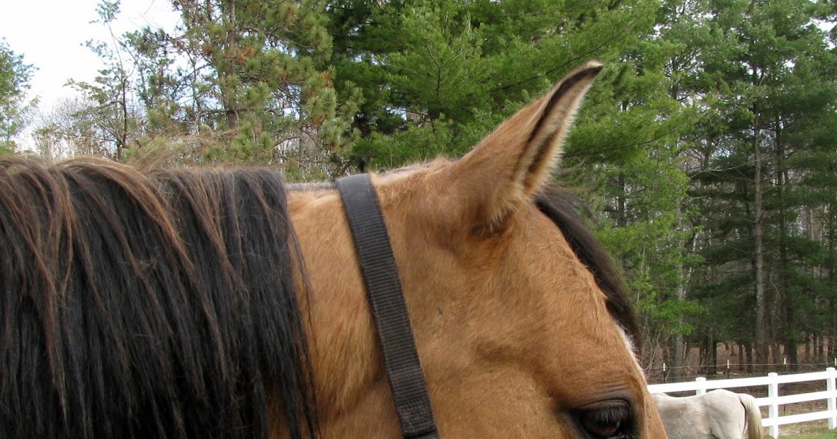 Equine Tips Horse Training & Care Trimming a Horse's Bridle Path