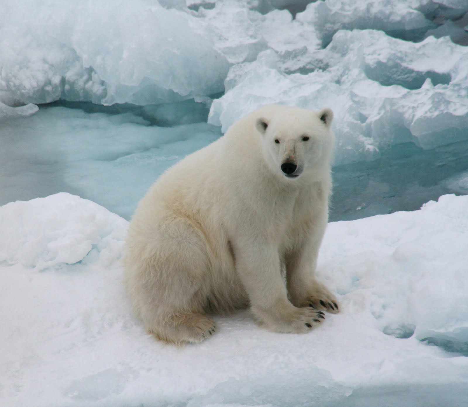 Az. Buddy Polar Bears in the wild
