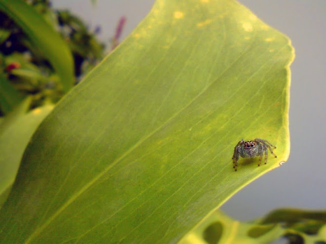 Minúscula e simpática Aranha Papa-mosca (jumping Syder), tem pouco mais que 1cm.