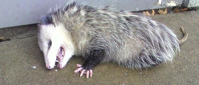 SIMPLIFIED ENVIRONMENTAL EDUCATION: Are Opossums Playing Dead?