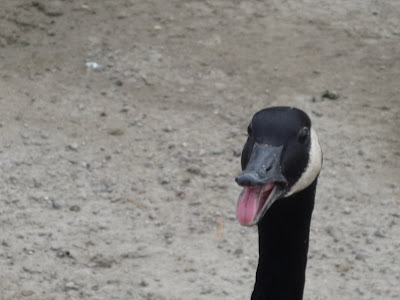 Goose+Hissing+at+Me%21.JPG