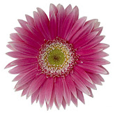 pink daisy