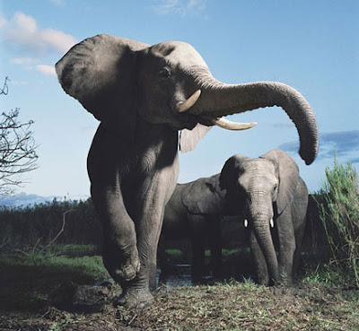 Photoworks by Tim Flach