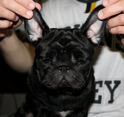 French bulldog on steroids