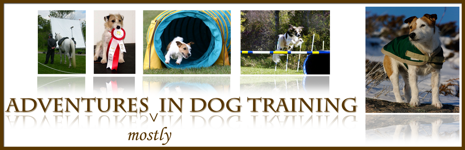 adventures in dog training