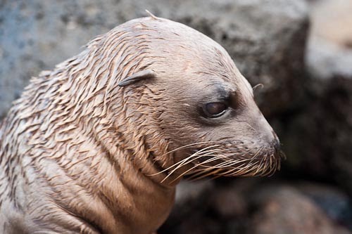 We leave Queen of Galapagos using one of the yachts powerful tenders, ... We leave Queen of Galapagos using one of the yachts powerful tenders, ...