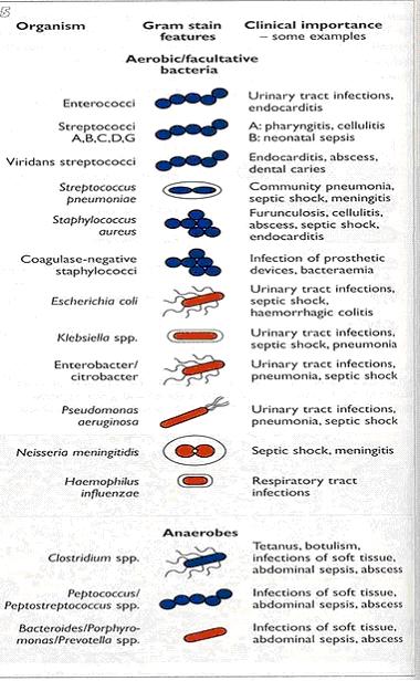 DRUGS INFO: Gram Stain Features and Clinical Importance