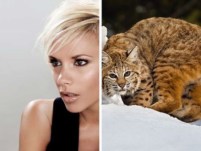 [celebrities+animals+look+alike+11.jpg]