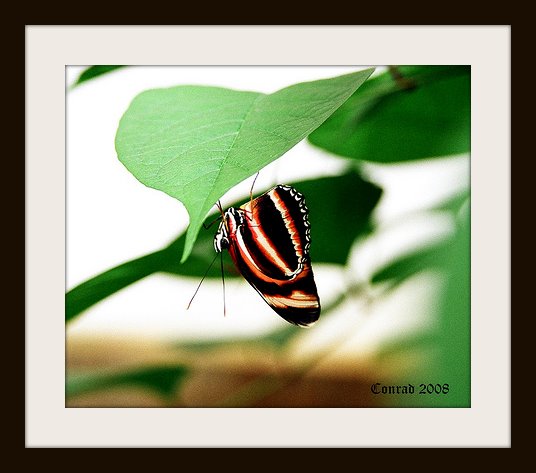 [2710838843_2643107ace.jpg]