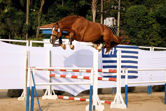 Cavalo+Brasileiro+de+Hipismo+%2528BH%2529.png