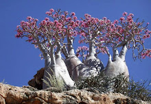 Socotran desert roses