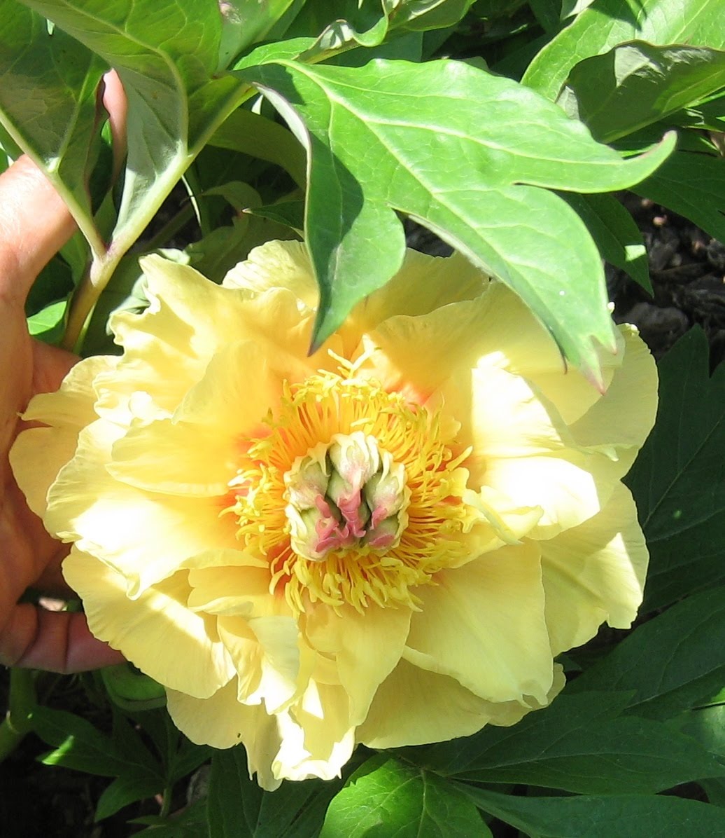 PEONIES, PEONIES, PEONIES How to grow Peonies in your garden