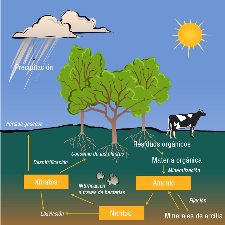Ciclo del nitru00f3geno: Ciclo del nitru00f3geno