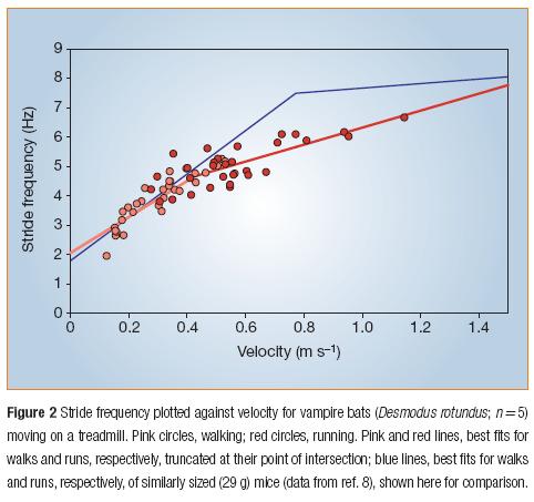 Biomechanics: Independent evolution of running in vampire bats Fig 2.