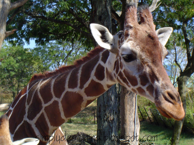 giraffe | Wordless Wednesday | 6 |